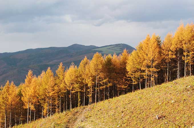 「空き家」だけではない?   “山”をめぐる相続が大問題に！