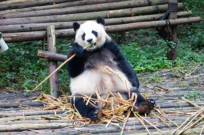 経済効果は約600億円？ジャイアントパンダのシャンシャンが上野動物園にもたらした経済効果とは